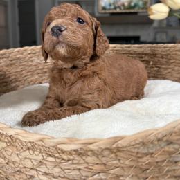Black Collar - Red male Irish Doodle puppy in Indiahoma, Oklahoma from Farm Fresh Doodles