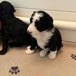 Purple Girl (Hermione) - Black and white female Bernedoodle puppy in Moulton, Alabama from Triple W Doodles