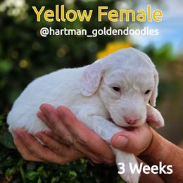Yellow - Parti female Goldendoodle puppy in Upland, California from Hartman Goldendoodles