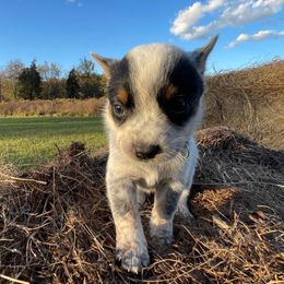 Female 2 - Blue female Australian Cattle Dog puppy in Irvington, Kentucky from Dry Valley’s Australian Cattle Dogs