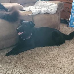 Coco - German Shepherd