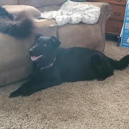 Coco - German Shepherd