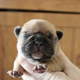 Ruby - Fawn female French Bulldog puppy in Tomahawk, Wisconsin from Mahner Labs