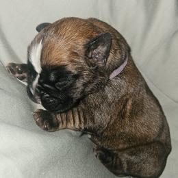 Plum Purple collar - Fawn female Boxer puppy in Gloucester, Virginia from Keen Boxers