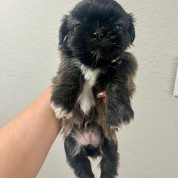 Shih Tzu Puppies from Hand Raised Shih Tzu’s