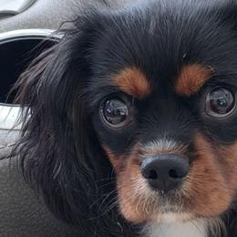 Cavalier King Charles Spaniels from Cavaliers of the 9 scared woods