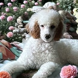 Sudsy - Poodle