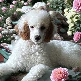 Sudsy - Poodle