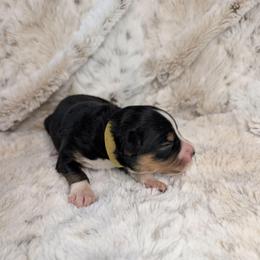 Artemis - Black tri female Miniature Australian Shepherd puppy in Bend, Oregon from Wonderland Aussies