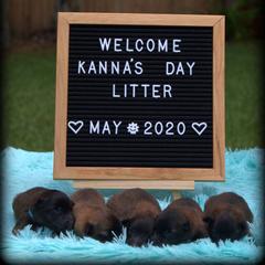 Belgian Tervuren Puppies from Kanna Belgian Tervuren