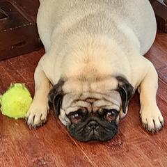 Jojo - Pug
