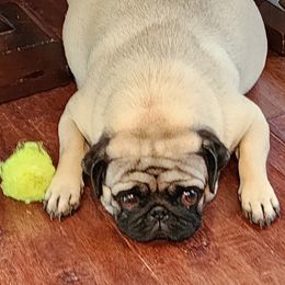 Jojo - Pug