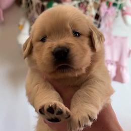 Female show line puppy matched to you - Golden female Golden Retriever puppy in Lemoore, California from UnrivaledGoldens