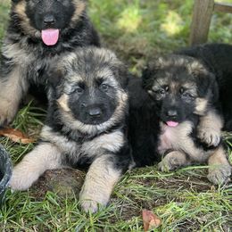 German Shepherd Puppies from Starry Night German Shepherd Dogs