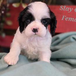 Grey collar female - Black and white female Cocker Spaniel puppy in Bonsall, California from CuttinBlue Farms