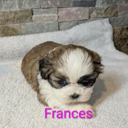 Frances - Gold and white female Shih Tzu puppy in Clyde, North Carolina from Shawgo Pups