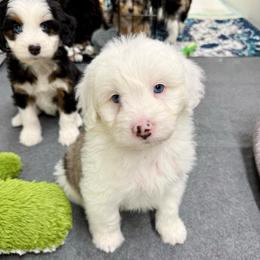 Levi - Blue merle male Aussiedoodle puppy in Heber City, Utah from Junipersdoodles
