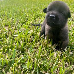 Male 1 - Black brindle male Dutch Shepherd puppy in Raceland, Louisiana from Fontana Farm