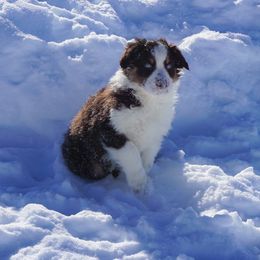 Australian Shepherd Puppies from Pole Canyon Australian Shepherds