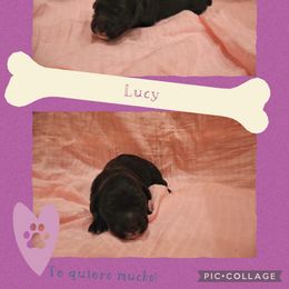 Goldendoodle Puppies from Daniel’s Doodles