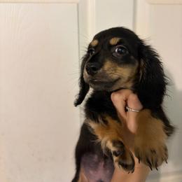 Tyrax - Black and cream male Dachshund puppy in Conroe, Texas from Dots Dachshunds