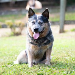 Granite - Australian Cattle Dog