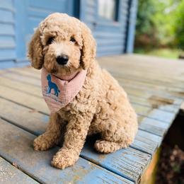 Twilight - Cream female Goldendoodle puppy in Evans, Georgia from Have-a-Doodle Hill