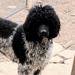 Poodles from Arkansas' Big Hearts