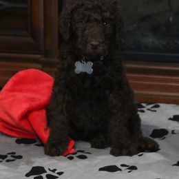 Poodle Puppies from RK'S Pets