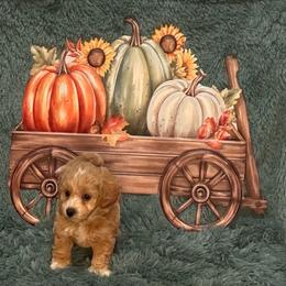 Cookie - Apricot male Maltipoo puppy in Greenfield, Iowa from Sugar Plum Puppies
