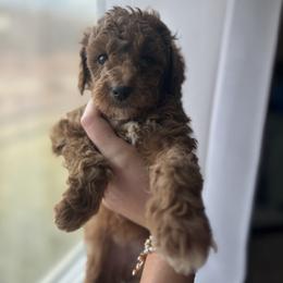 Sugar plum - Red  female Goldendoodle puppy in Noblesville, Indiana from R and H Doodles