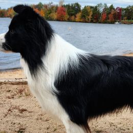Border Collies from Hillcrest Border Collies