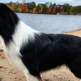 Border Collies from Hillcrest Border Collies