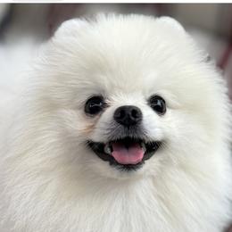 Fury - Pomeranian