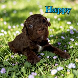Happy - Phantom male Poodle puppy in Pink Hill, North Carolina from Boodle's Standard Poodles