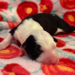 Male 3 Buttons - Black and white male Border Collie puppy in Roanoke, Virginia from Romestar performance K9
