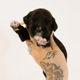 Detective - Black male Australian Labradoodle puppy in Valley Springs, California from Blue Denim Doodles
