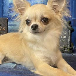 Rouge - Chihuahua