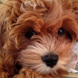 Cavapoochon puppies from Timshell Farm Specialty Crossbreed Puppies