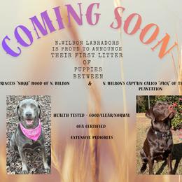 Labrador Retriever puppies from Hidden River Retrievers