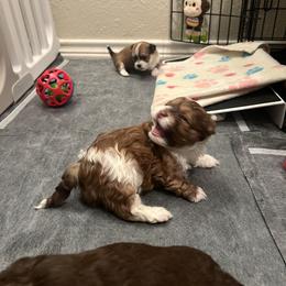 Havanese puppies from Homeward Havanese, LLC