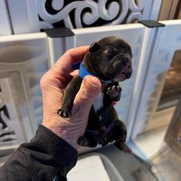 Roman - Brindle and white male French Bulldog puppy in Neenah, Wisconsin from Mimosa Acres French Bulldogs LLC