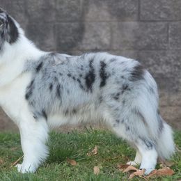 Shayla - Border Collie