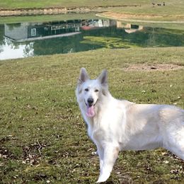 Honey - German Shepherd