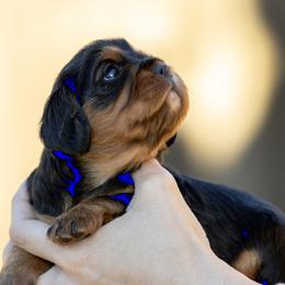 Sky - Mrs Sky Masterson - Black and tan female Cavalier King Charles Spaniel puppy in Chico, California from Valley Cavaliers