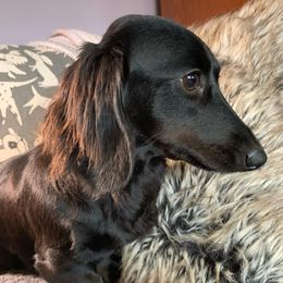 Nyx - Dachshund