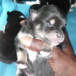 Pomskies from Love My Fur Babies