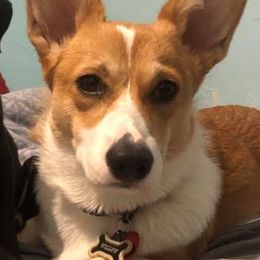 Pembroke Welsh Corgis from Manning Breeding