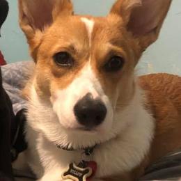 Pembroke Welsh Corgis from Manning Breeding