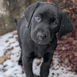 Labrador Retriever Puppies from Ozatonka British Labs